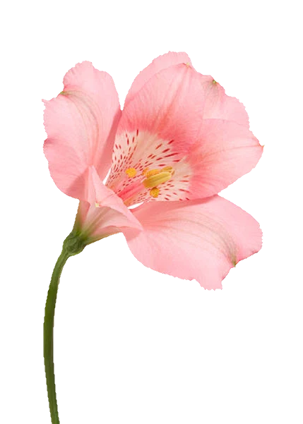 pink flower green stem